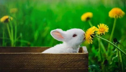 克罗地亚队在巴黎奥运会手球比赛中表现出色，赢得银牌，克罗地亚 队